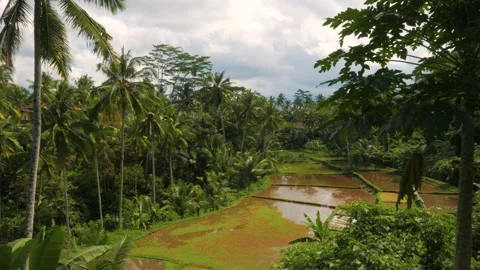 An Aerial View Of Rice Fields Surrounded By Green Palm Trees In Ubud, Bali Stock Footage 142205930