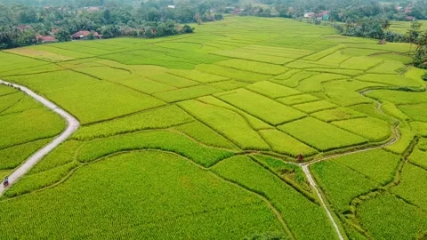 Aerial view of Rice fields on terraced of Cariu with noise cloud after rain, Stock Footage 148122468