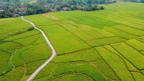 Aerial view of Rice fields on terraced of Cariu with noise cloud after rain Stock Footage 148122496
