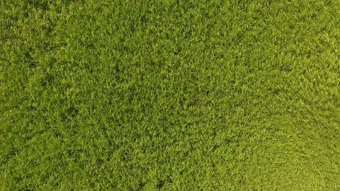 Aerial view of a rice fields in Thailand. Stock Footage 81899802