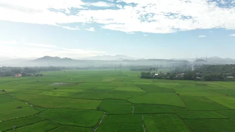 Aerial view of rice fields on a very sunny morning Stock Footage 244527543
