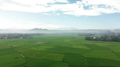 Aerial view of rice fields on a very sunny morning Stock Footage 244528055
