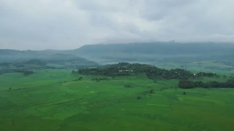 Aerial view of rice fields when cloudy Stock Footage 194745914