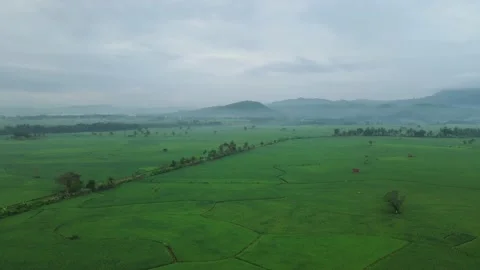 Aerial view of rice fields when cloudy Stock Footage 194745941
