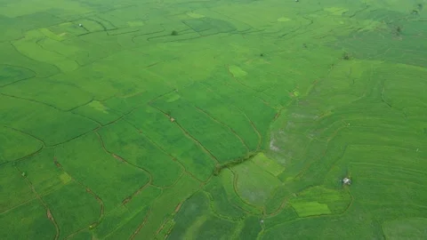 Aerial view of rice fields when cloudy Stock Footage 194746019