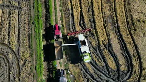 Aerial view of rice harvester unloading the rice grain onto the lorry truck Stock Footage 221581153