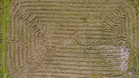Aerial view of rice that has been harvested by farmers using rice harvestin.. Stock Footage 248798614