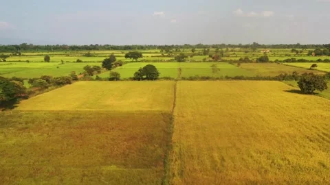 Aerial View Rice landscape fields in Northwest Vietnam, harvest Season Rice.. Stock Footage 256724780