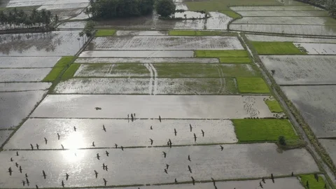 Aerial view of rice paddy fields in Tamil Nadu, India Stock Footage 120305453
