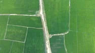 Aerial View Of The Rice Paddy Fields Plantation Pattern. Stock Footage