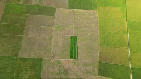 Aerial view of rice paddy fields, Indonesia. Stock Footage 314106981
