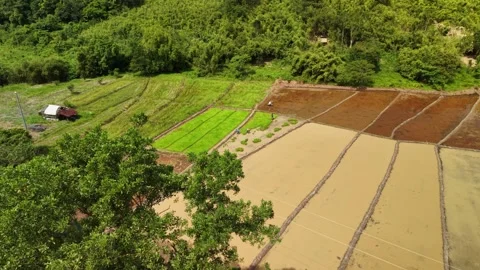 Aerial View Rice Paddy Fields Workers Harvesting Coron Palawan Philippines Stock Footage 325726629