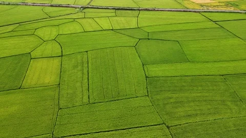 Aerial view of rice paddy fields in rural vietnam showcasing agricultural l.. Video stock 335025345
