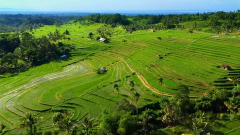 Aerial view of rice terraces in Bali, Indonesia. Stock Footage 126976341