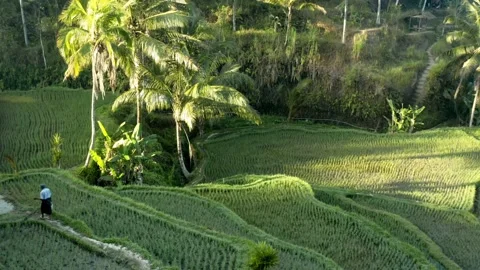 Aerial view of ricefield Stock Footage 210033455