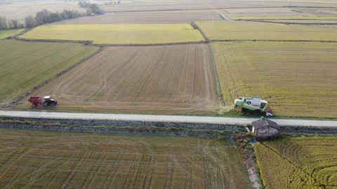 Aerial view of rice's harvest Stock Footage 162250407
