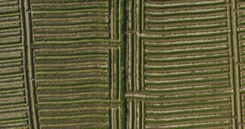 Aerial view of ridge planting pattern in the farm Stock Footage 329680831