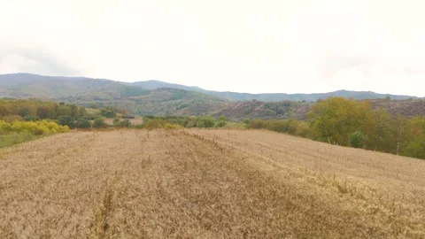 Aerial View of Ripe Wheat Fields in Autumn Harvest Season Stock Footage 319887782
