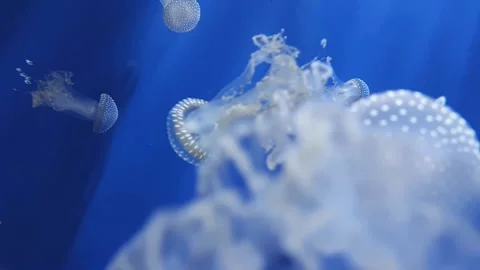 Aerial view of riserva dello zingaro in sicily Stock-Footage 276680654