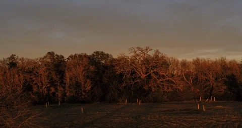 Aerial view rises over sunlit treeline to reveal lake at sunset Stock Footage 122647861