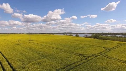 Aerial view rising over blooming Canola rape fields  with a lake under blue sky Stock Footage 75440910