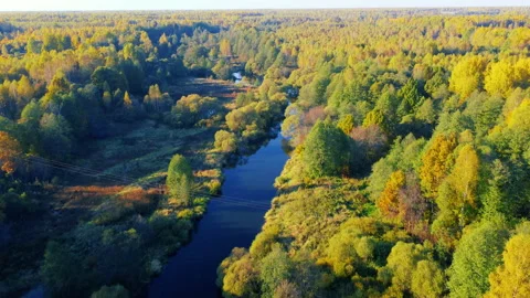 Aerial view of the river among forest in the wild during fall season at sunset Stock Footage 201034133