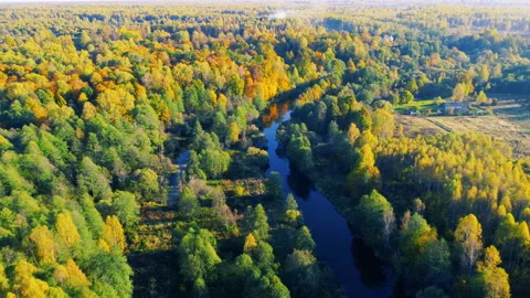 Aerial view of the river among forest in the wild during fall season at sunset Stock Footage 201311864