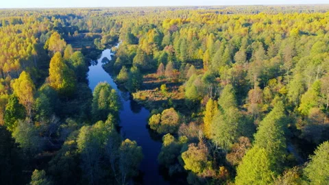 Aerial view of the river among forest in the wild during fall season at sunset Stock Footage 201312244
