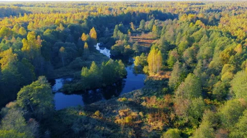 Aerial view of the river among forest in the wild during fall season at sunset Stock Footage 201312358