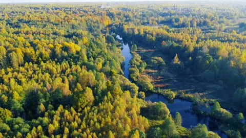 Aerial view of the river among forest in the wild during fall season at sunset Stock Footage 201312545