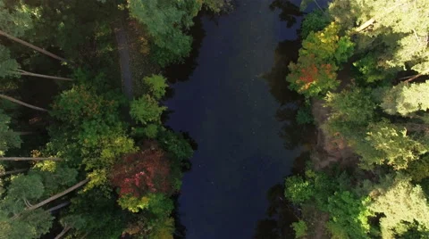 Aerial view of river and the forest at dawn Video stock 56598798
