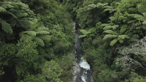 Aerial view of river and forest with trees of new zealand Vídeo Stock 214372380