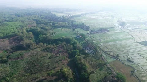 Aerial View of River and Rice Fields Stock Footage 346481610