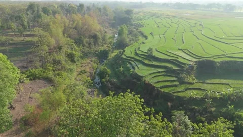 Aerial View of River and Rice Fields Stock Footage 346481694