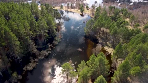 Aerial view of the river between the pines Stock Footage 188883951