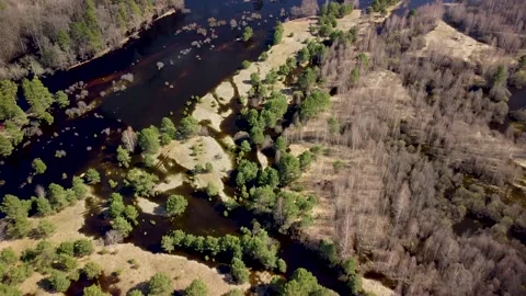 Aerial view of the river between the pines 스톡 동영상 188884946
