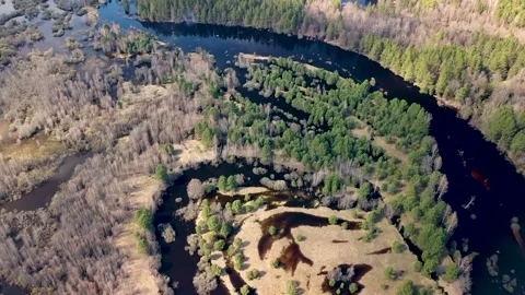 Aerial view of the river between the pines Stock Footage 188886572