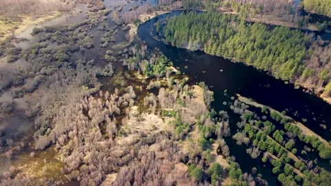 Aerial view of the river between the pines Stock Footage 188887467