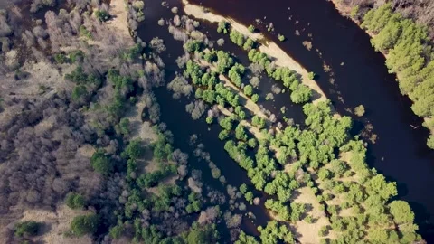 Aerial view of the river between the pines Stock Footage 188888299