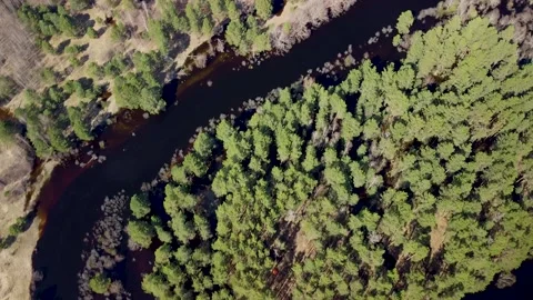 Aerial view of the river between the pines Stock Footage 188888723