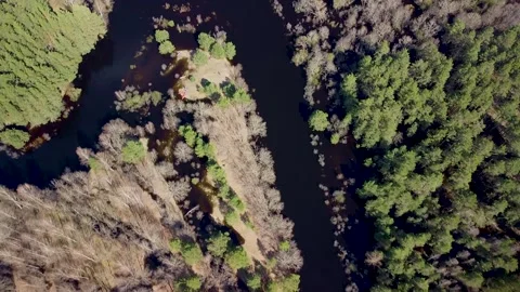 Aerial view of the river between the pines Stock Footage 188889215