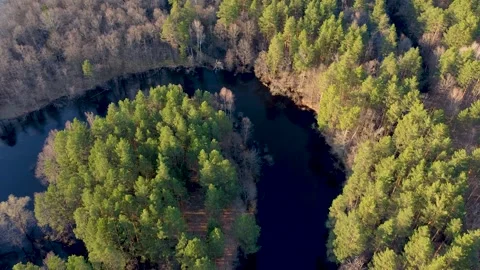 Aerial view of the river between the pines Stock Footage 188890826