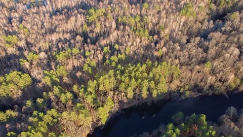 Aerial view of the river between the pines Stock Footage 188891189