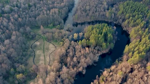 Aerial view of the river between the pines Stock Footage 188892977