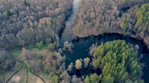 Aerial view of the river between the pines Stock Footage 188893818