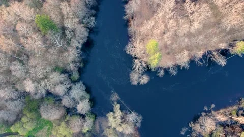 Aerial view of the river between the pines Stock Footage 188895572
