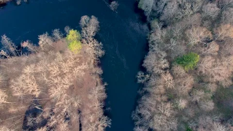 Aerial view of the river between the pines Stock Footage 188896622
