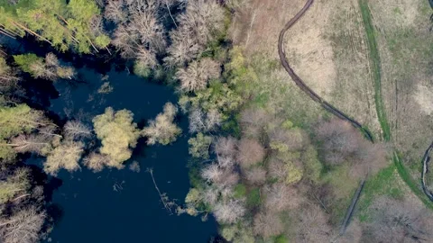 Aerial view of the river between the pines Stock Footage 190023536