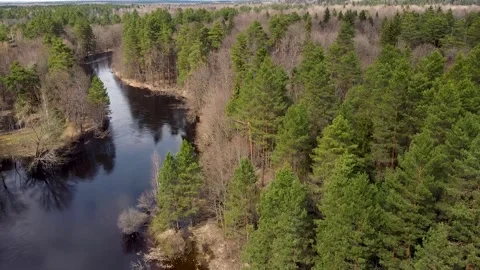 Aerial view of the river between the pines Stock Footage 190024555