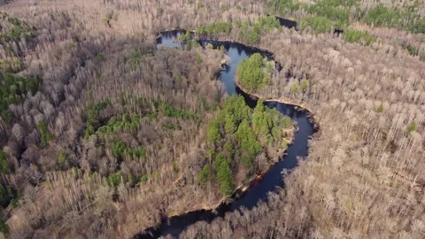 Aerial view of the river between the pines Stock Footage 190025956